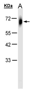 TRIM23 Antibody (aa1-44)