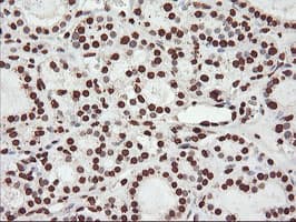 FBXO21 Antibody (clone OTI6E7, Carrier-free)