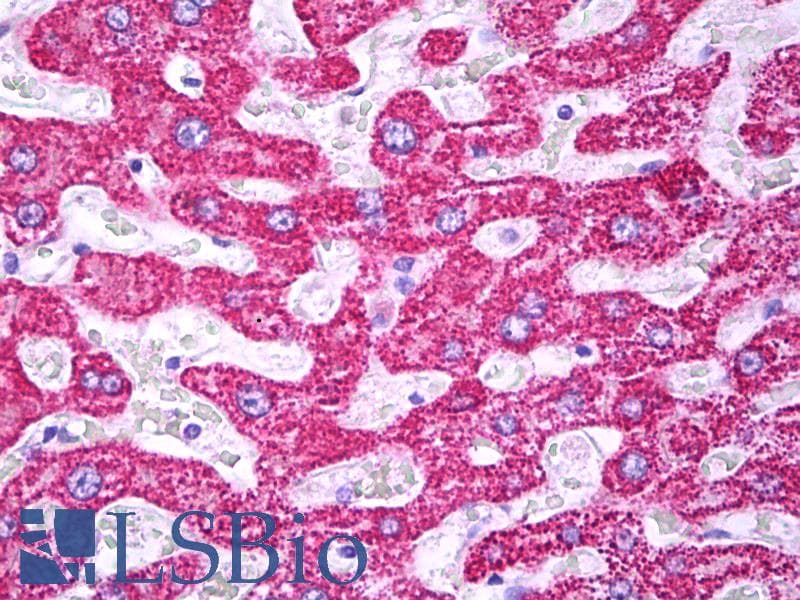 IHC-plus™ TOMM22 / TOM22 Antibody (clone 4G4)