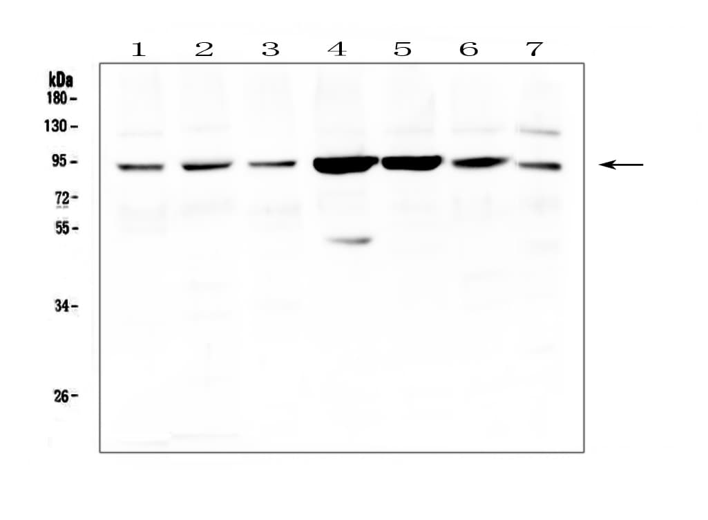 GSN / Gelsolin Antibody (aa763-775)