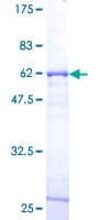 Human SYF2 / p29 Protein (Recombinant GST)