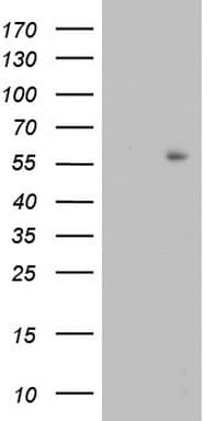 TRIM27 Antibody (clone OTI4D4)