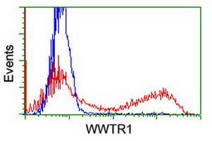 WWTR1 / TAZ Antibody (clone OTI1B5)
