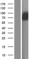 SOWAHA / ANKRD43 Protein (Over-Expression Lysate Myc-DDK (Flag))