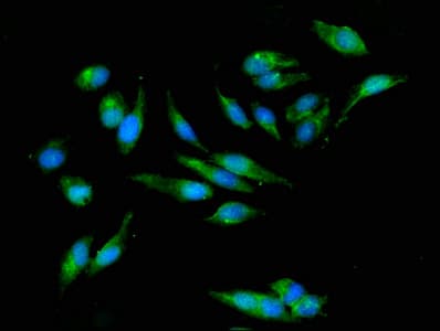 PPIC / Cyclophilin C Antibody