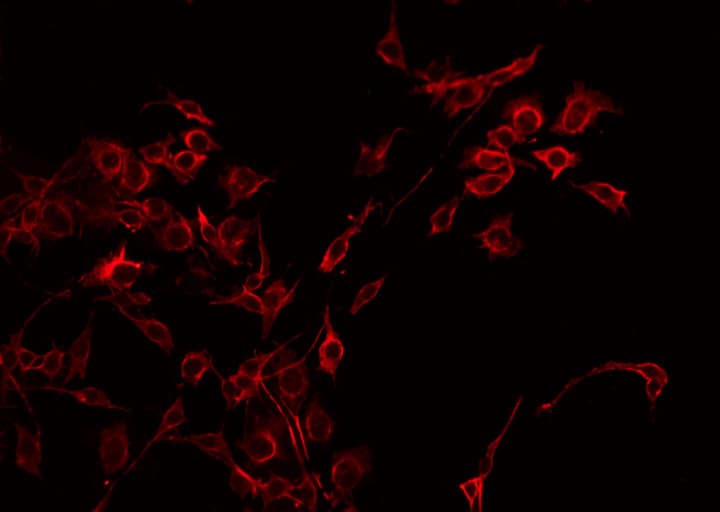 CD83 Antibody