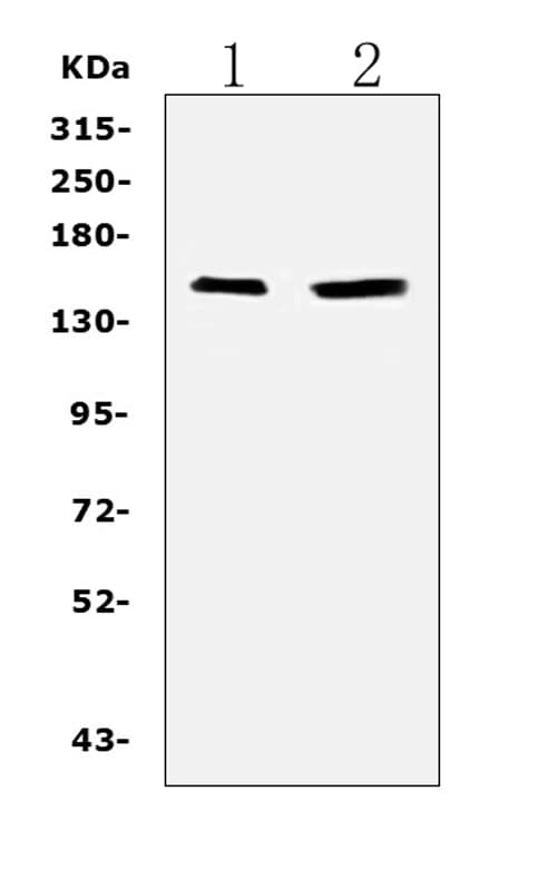 PLCG2 / PLC Gamma 2 Antibody