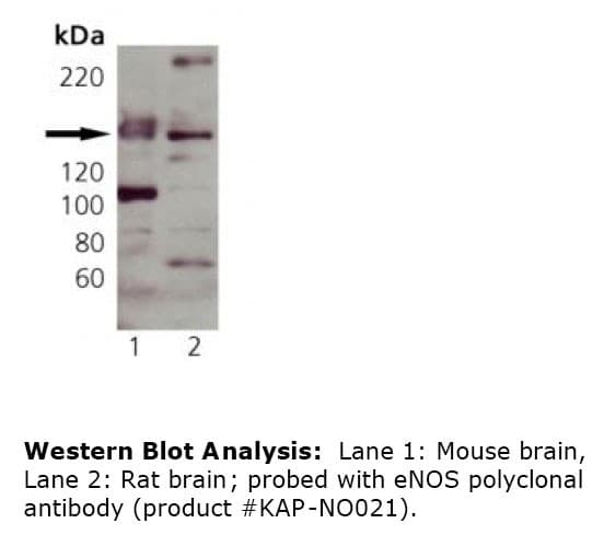 IHC-plus™ NOS3 / eNOS Antibody