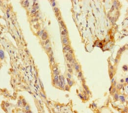 OBP2A Antibody (aa16-170)