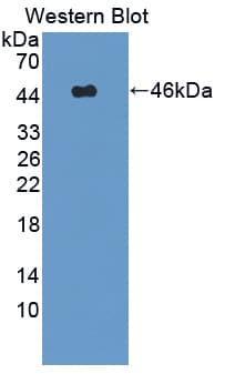 NCK1 / NCK Antibody (aa2-377, PE)
