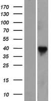 RASSF7 Protein (Over-Expression Lysate Myc-DDK (Flag))
