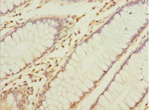 NAPG Antibody