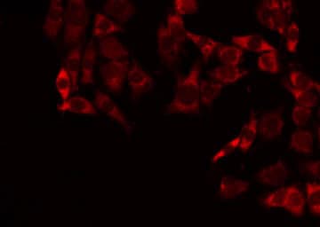 MRPL3 Antibody