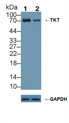 TKT / Transketolase Antibody (aa1-286)
