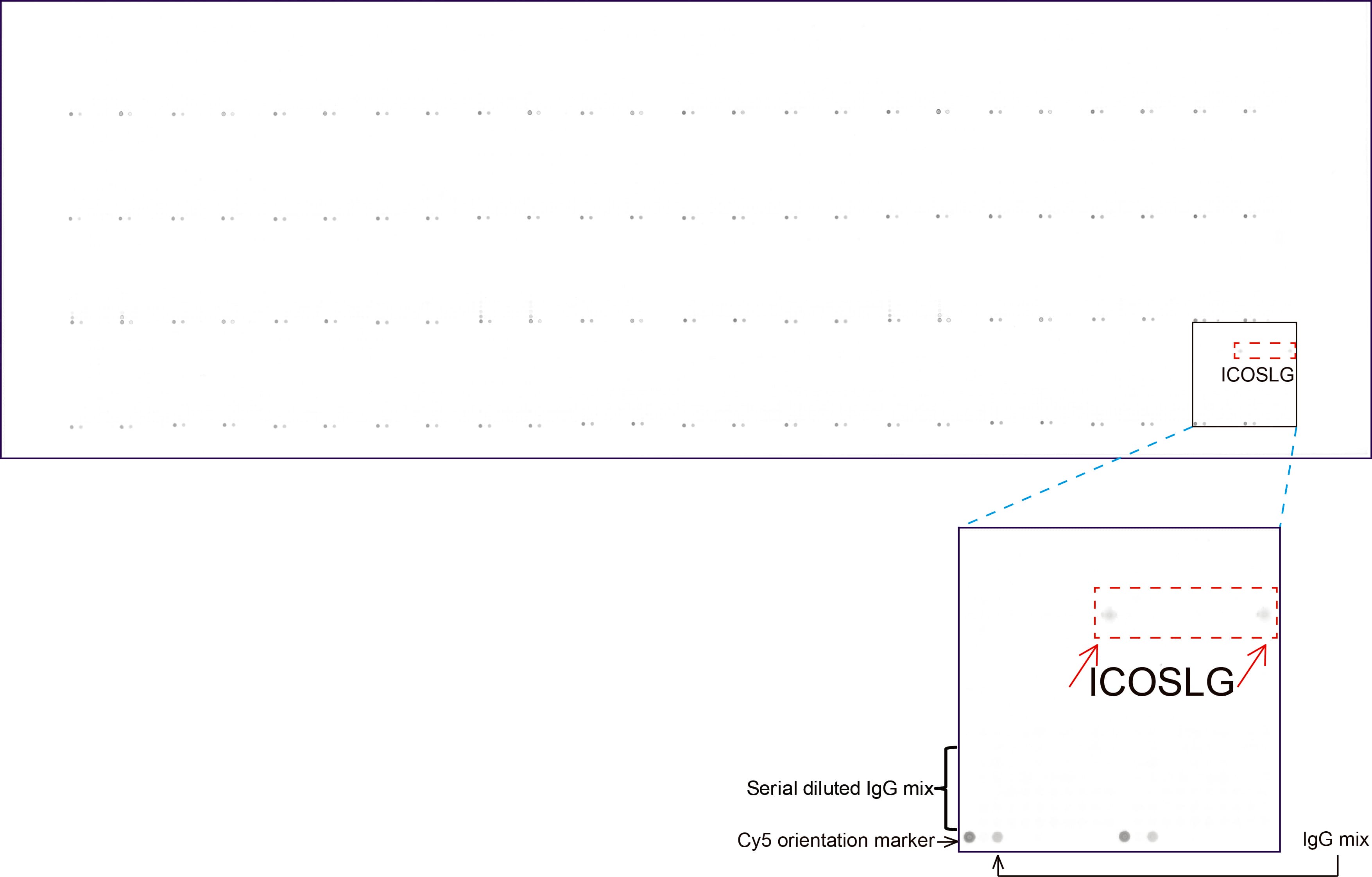 CD275 / B7-H2 / ICOS Ligand Antibody (clone UMAB254, Carrier-free)
