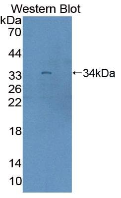 RAPGEF1 Antibody (aa780-1035, APC)