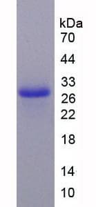 Mouse CASP9 / Caspase 9 Protein (Recombinant His)