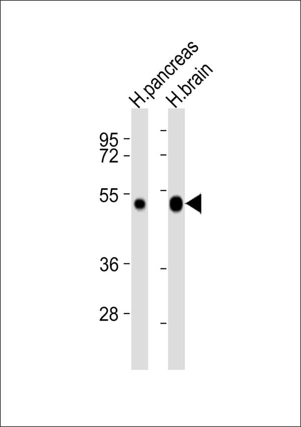 CXADR Antibody