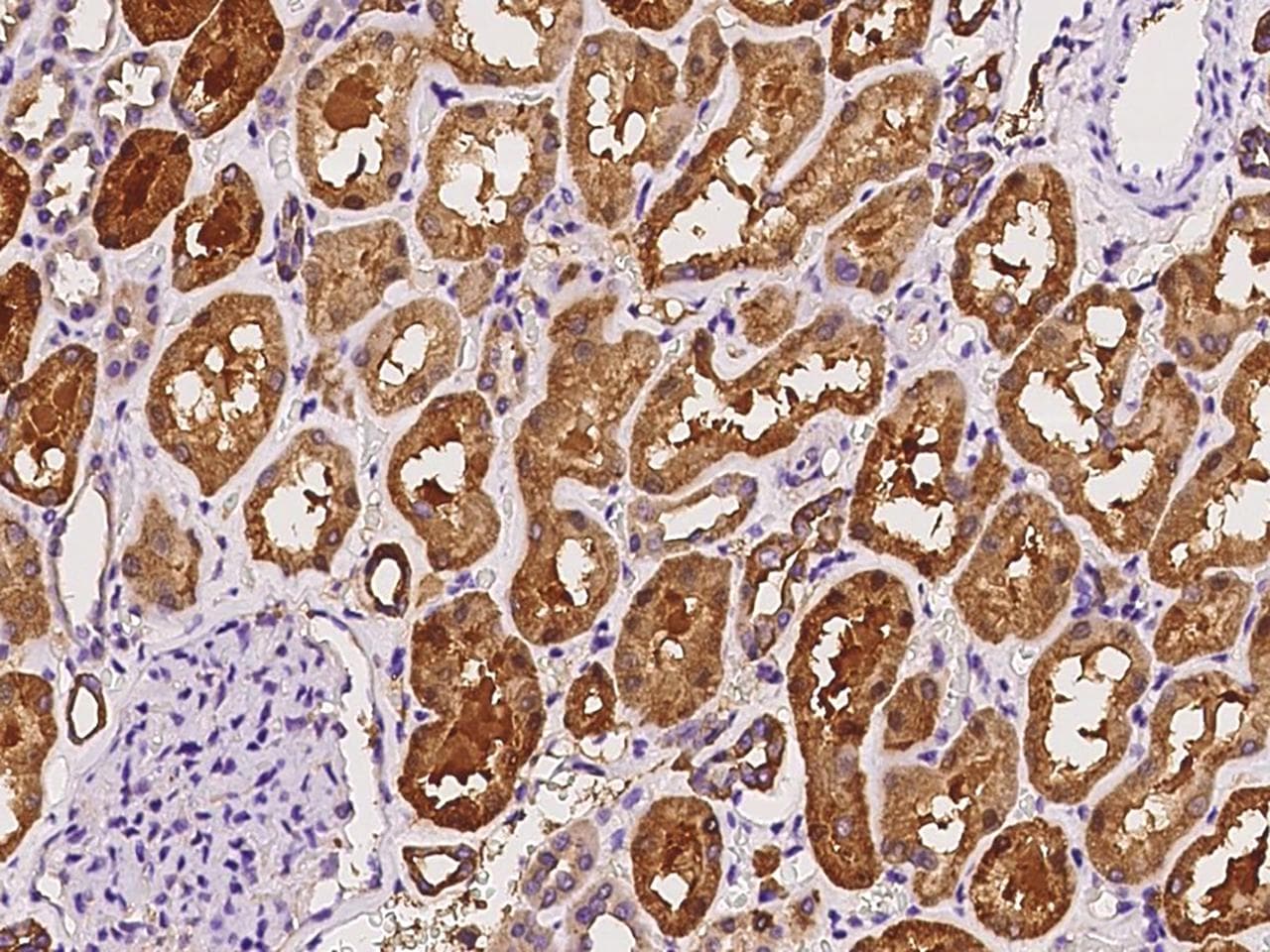 Polyclonal Rabbit anti-Human KSP32 / MIOX Antibody (IHC)