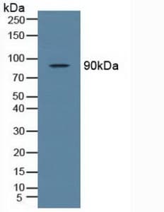 NAK / TBK1 Antibody (aa9-310)