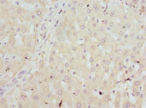 HBZ Antibody
