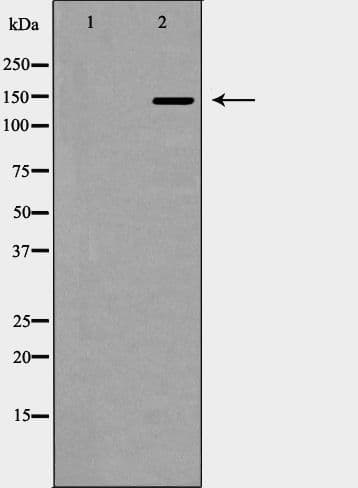 Polyclonal Rabbit anti-Human SOS2 Antibody (IF, WB)