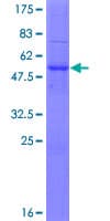 Human C11orf87 Protein (Recombinant GST)