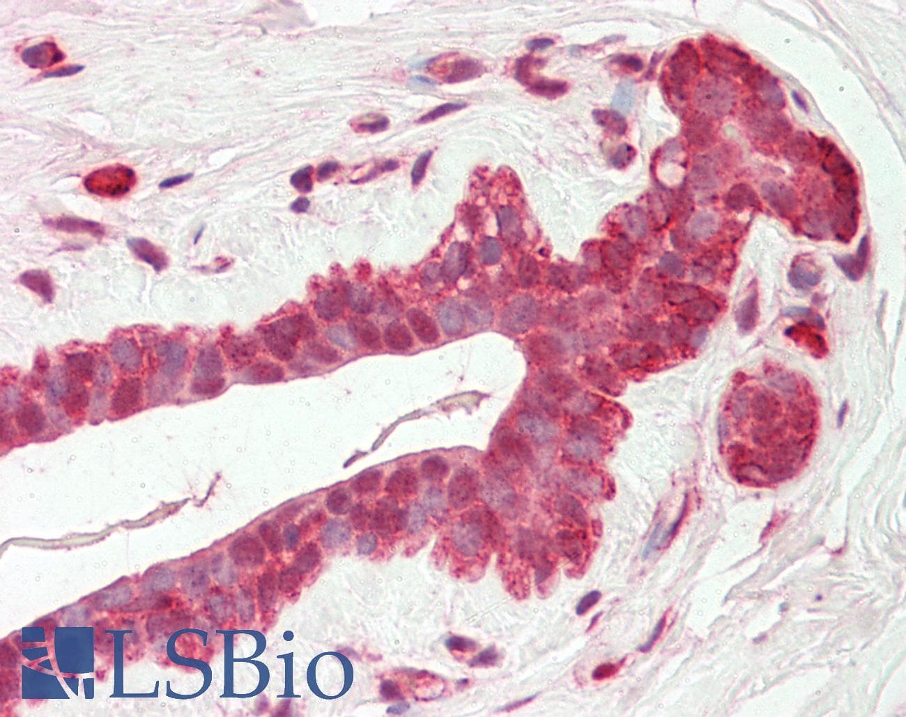 IHC-plus™ AMIGO2 Antibody (C-Terminus)
