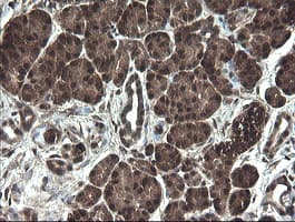APP / Beta Amyloid Precursor Antibody (clone OTI7B8, Carrier-free)