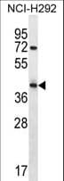 ARRDC5 Antibody (aa70-99)