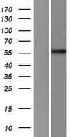 PPP1R16A Protein (Over-Expression Lysate Myc-DDK (Flag))