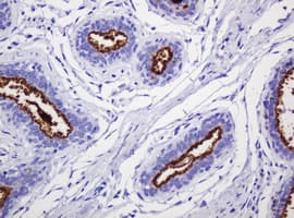 EMA / MUC1 Antibody (clone OTI3A7)