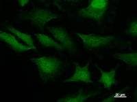 STAT3 Antibody (clone STAAD22A)