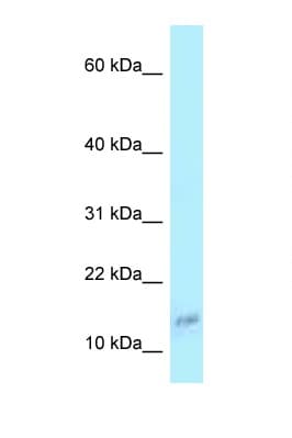 Polyclonal Rabbit anti-Human COX6A1 Antibody (N-Terminus, WB)