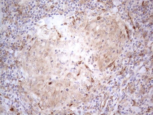 RBMS1 Antibody (clone OTI2H1, Carrier-free)