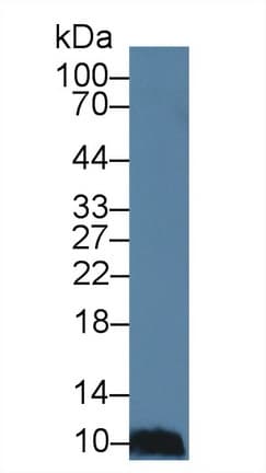 CCL28 / MEC Antibody (aa20-115)