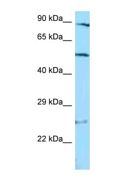 STAMBP / AMSH Antibody (C-Terminus)