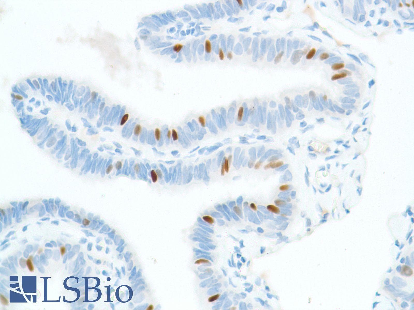 SOX2 Antibody (N-Terminus, clone SP76)