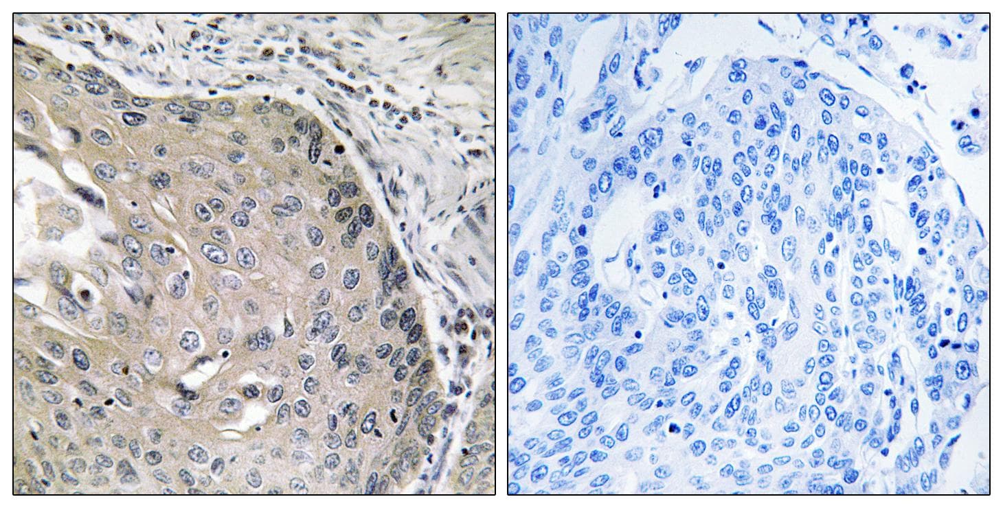 AOX1 / Aldehyde Oxidase Antibody