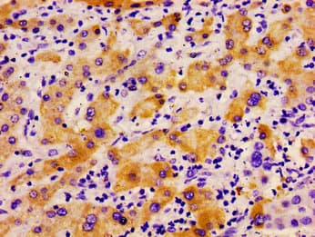 PLD2 / Phospholipase D2 Antibody