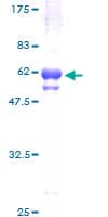 Human DUSP7 Protein (Recombinant GST)