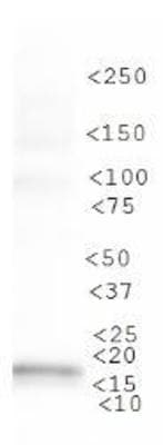 MAP1LC3A / LC3A Antibody