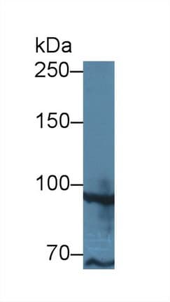 TAF2 Antibody (aa918-1199, Cy3)
