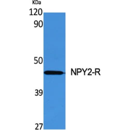 NPY2R Antibody (10-90 aa, N-terminal)