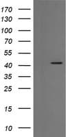 EGFR Antibody (clone OTI3H2, Carrier-free)