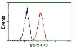 IGF2BP2 Antibody (clone OTI3F9)