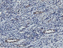 MRPS27 Antibody (clone OTI3A8)
