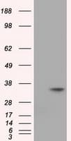 EIF2S1 Antibody (clone OTI3H4)