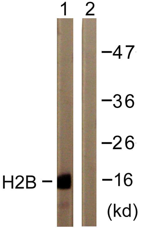 IHC-plus™ Histone H2B Antibody (aa10-59)