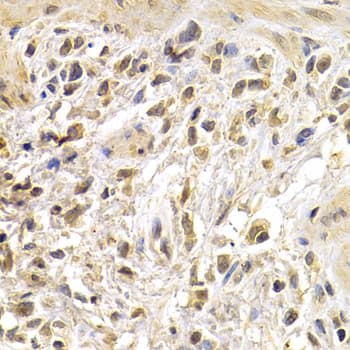 JUN / c-Jun Antibody